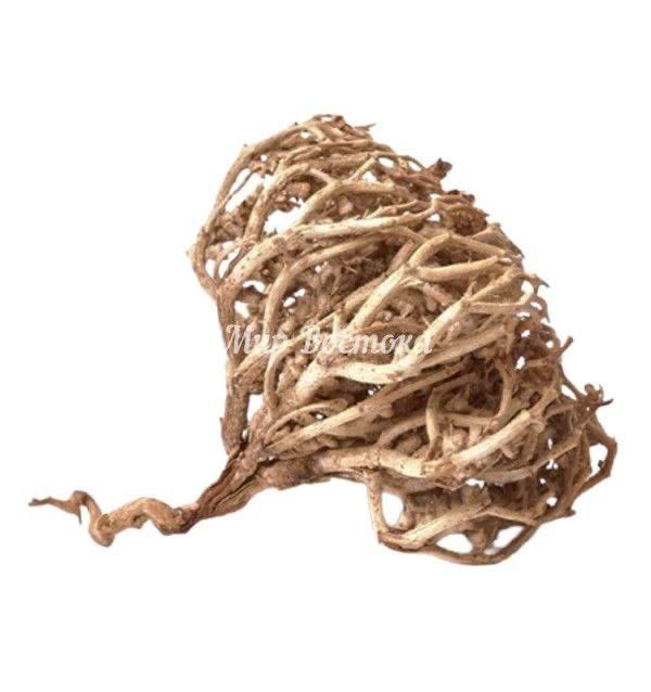 Каф Марьям иерихонская роза