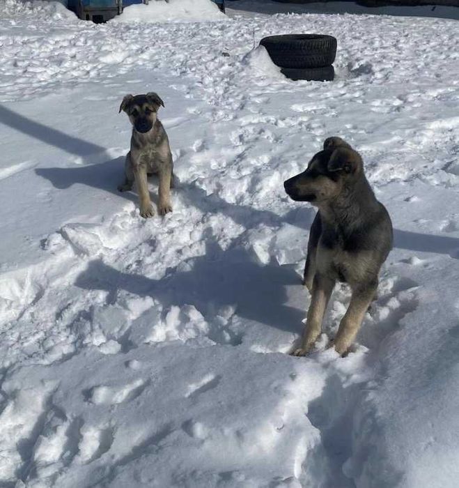 Щенки дворняжки бесплатно