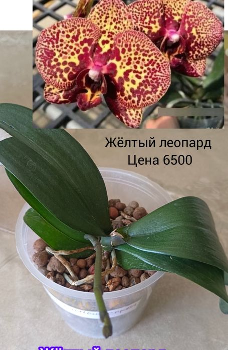 Орхидеи  сортовые Ванда