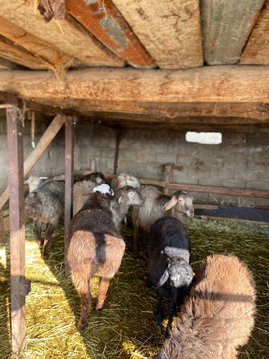 Кошкарлар Семиз саудасы бар