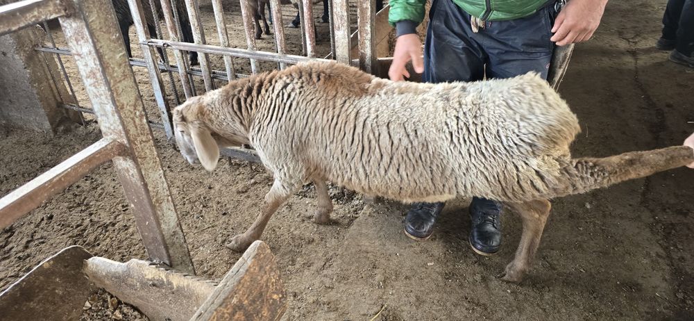 Тирик қўйлар.сўйиш ва боқиш учун