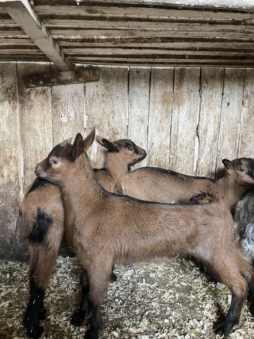 Capre alpine franceze sau iezi