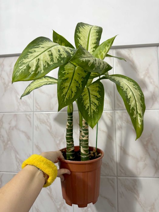 Диффенбахия (Dieffenbachia)