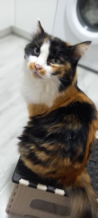 Декоративная кошка