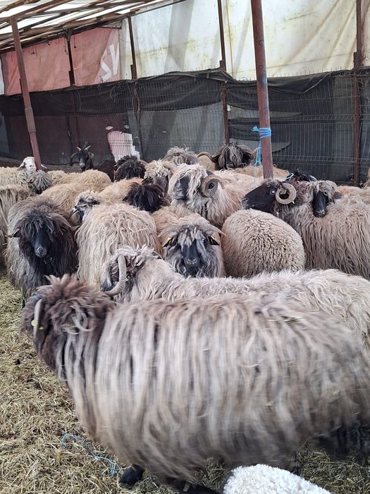 Vând 21 de oi și 3 berbeci