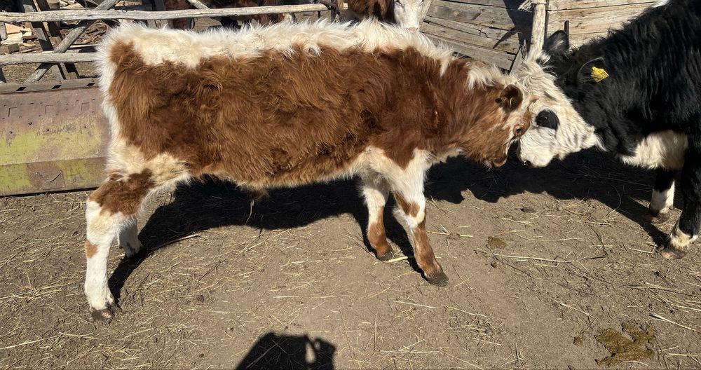 Дойная корова с теленком