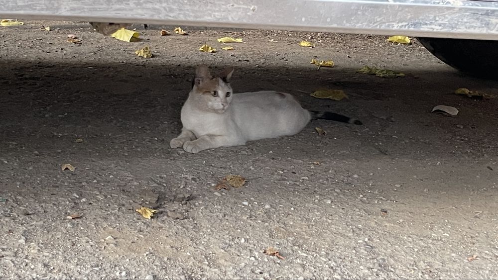 Pui de pisicuta sterilizat