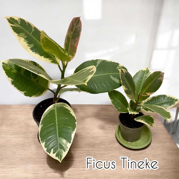 Plante ornamentale de apartament