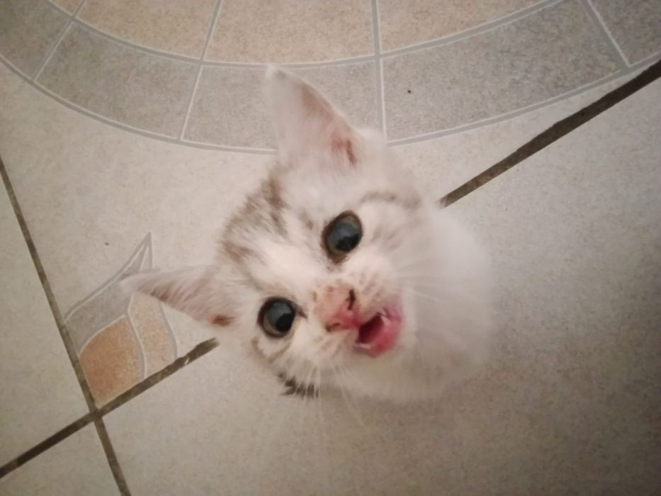 Котята ищут семью