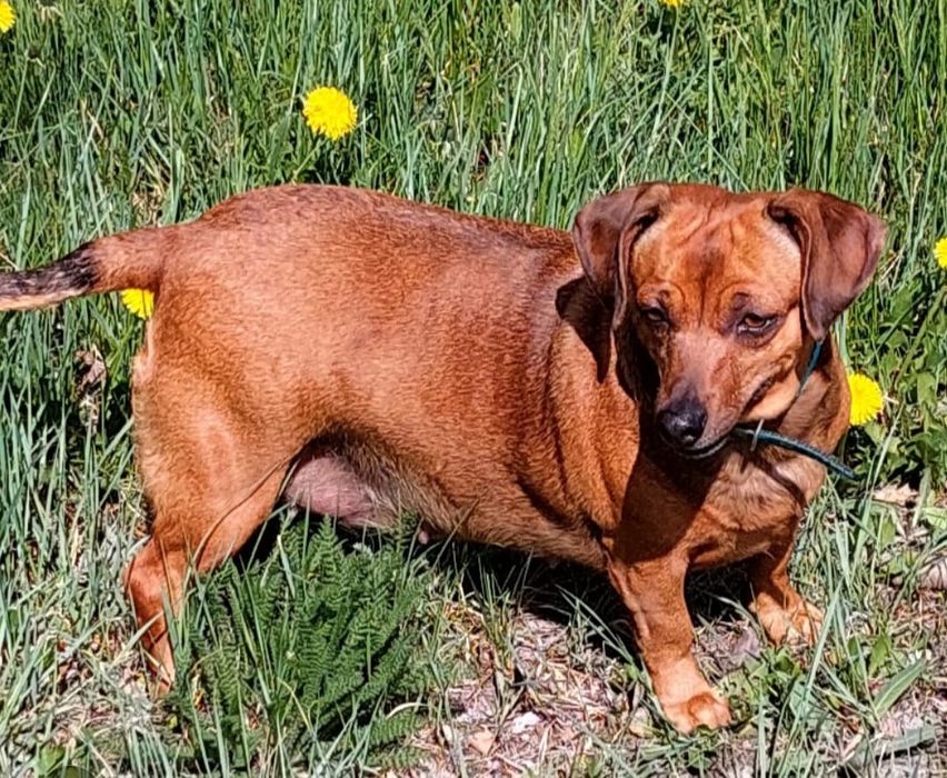 Убежала собака по кличке Тося