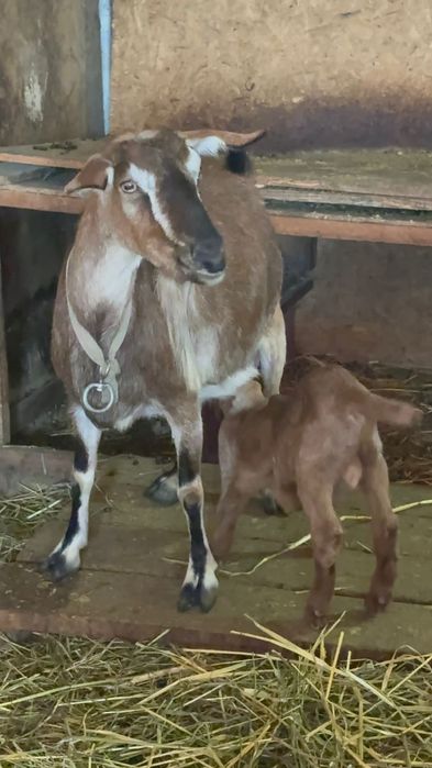 Альпо Камори Козочки