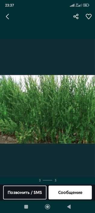 Клевер люцерна румекс