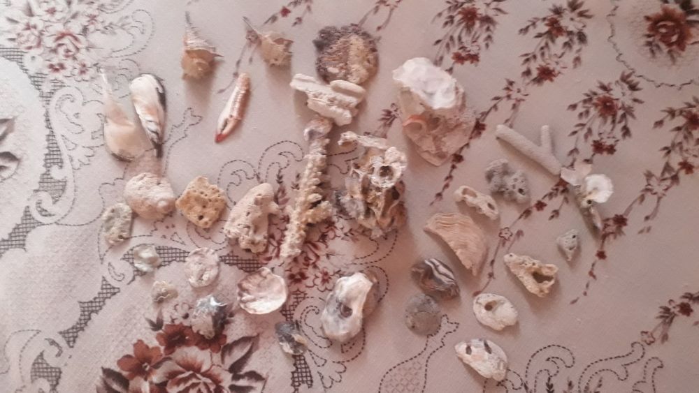 Морские раковины