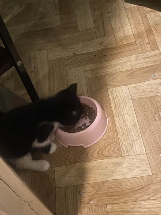 отдам котят ДАРОМ