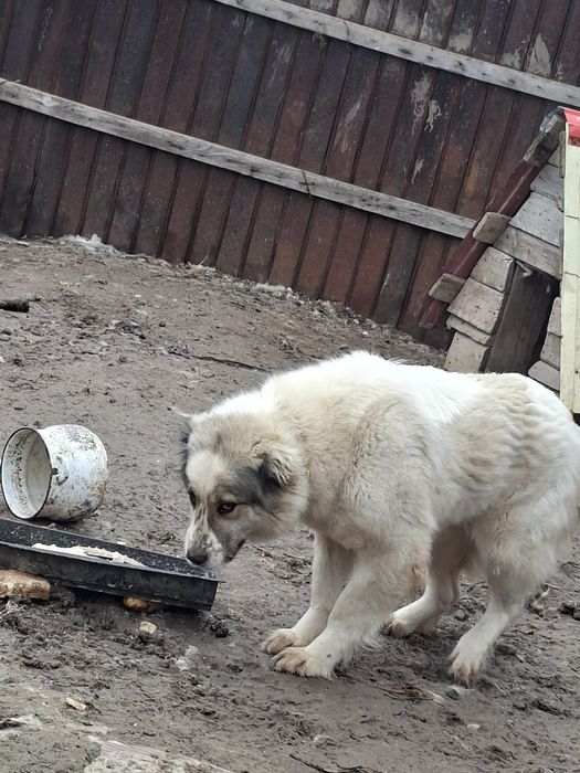 Продам алабая девочка