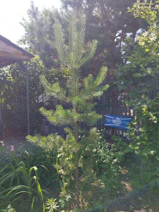 Продам дачу ДСО Эврика