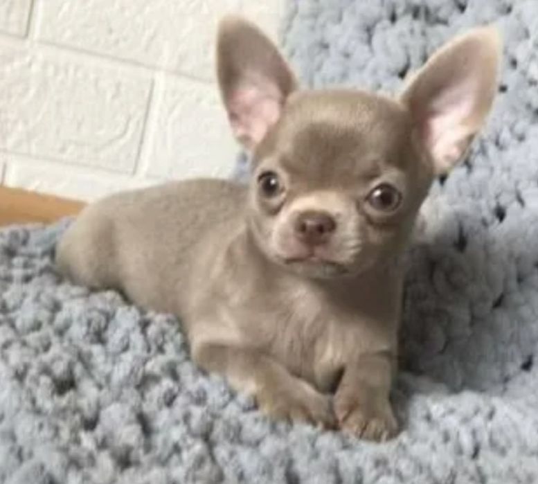 Лиловая девочка чихуахуа