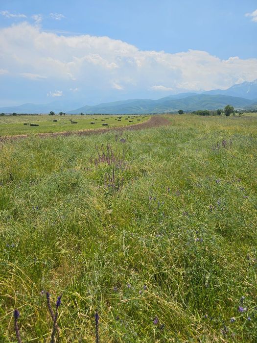 Сена разнотравье