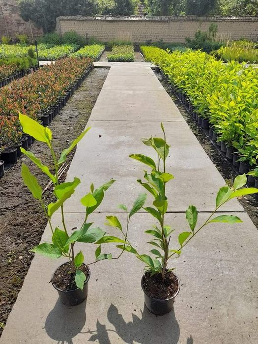 Магнолия Алба Суперба-(Alba Superba)