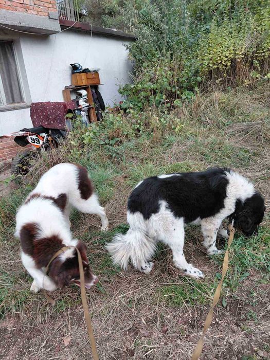 Българско овчарско киче