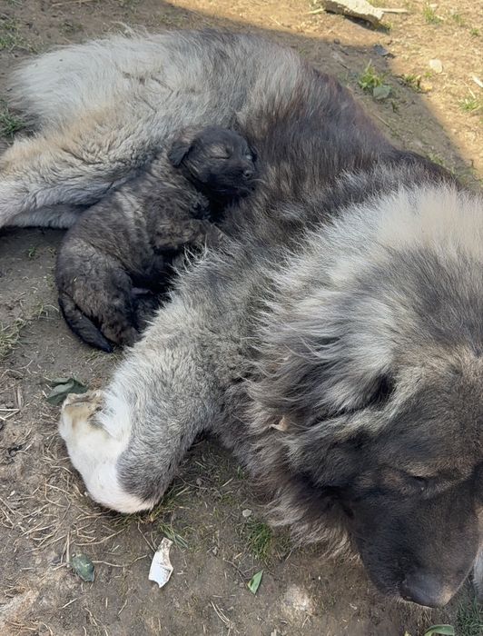 catel ciobanesc caucazian