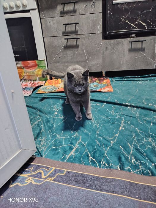 Britan ogil bola mushuk sotladi tanijon sog