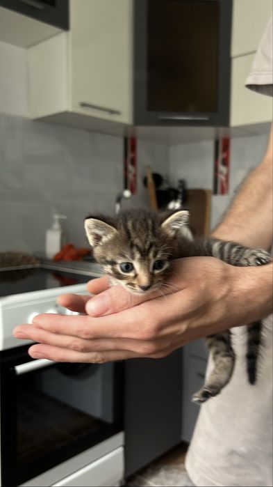 Бесплатно отдаем котят