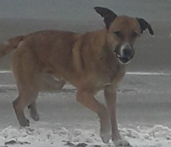 Отдам в добрые руки