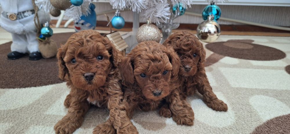 Той Пудел / Poodle Toy