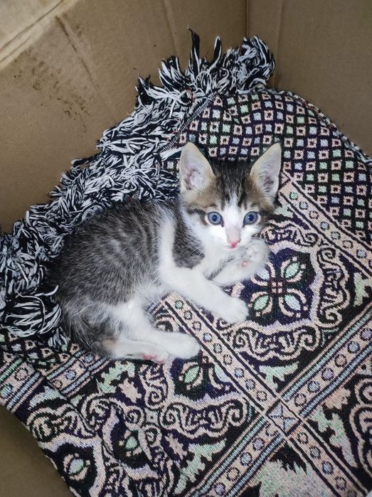Котенок мальчик 2,5 месяца