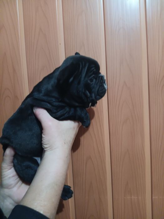 Френски булдог french bulldog