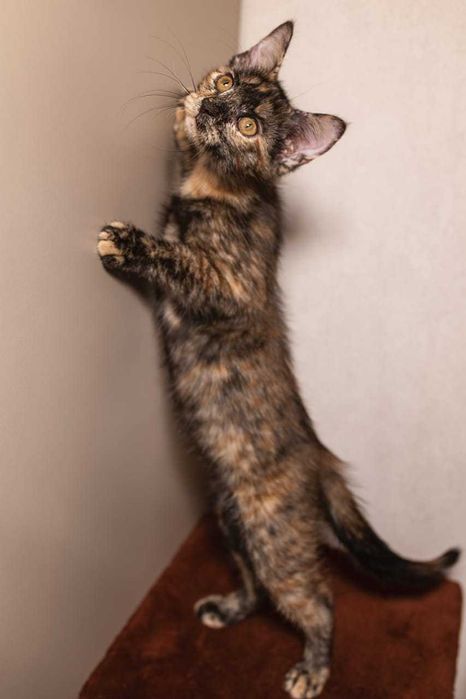 Котеночек в добрые руки!