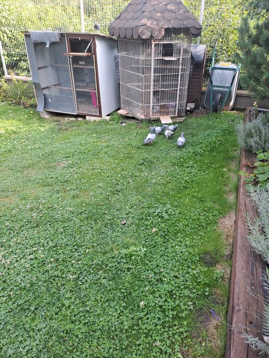 Vand porumbei voiajori, pret 35 lei pe bucata