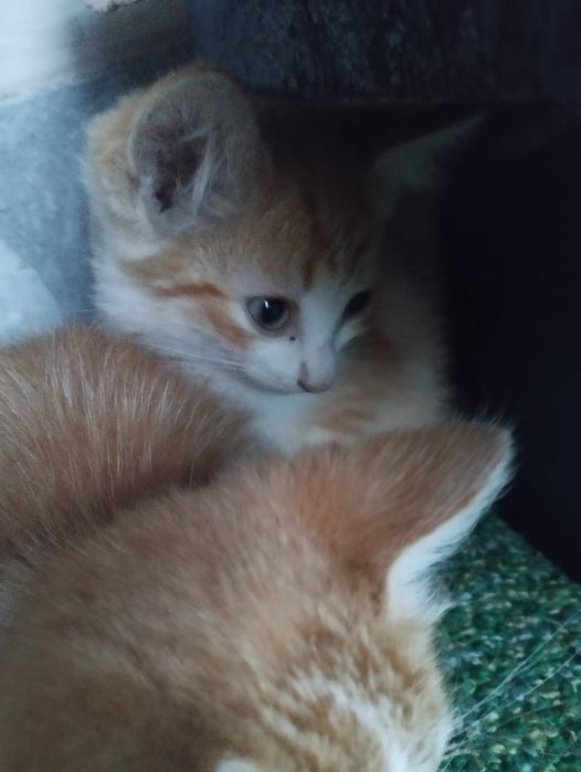 Отдам котят 3 месяца