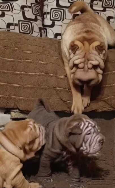 Щенки породистые Шарпей