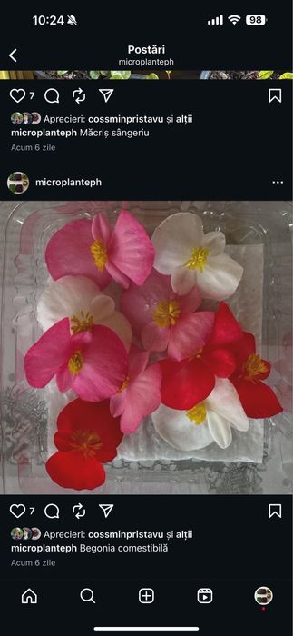 Plante aromatice şi mictoplante