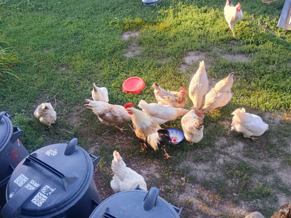 Găini și cocosi de vânzare
