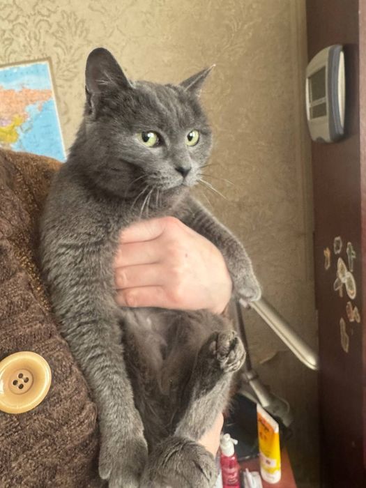 Отдам кошку бесплатно