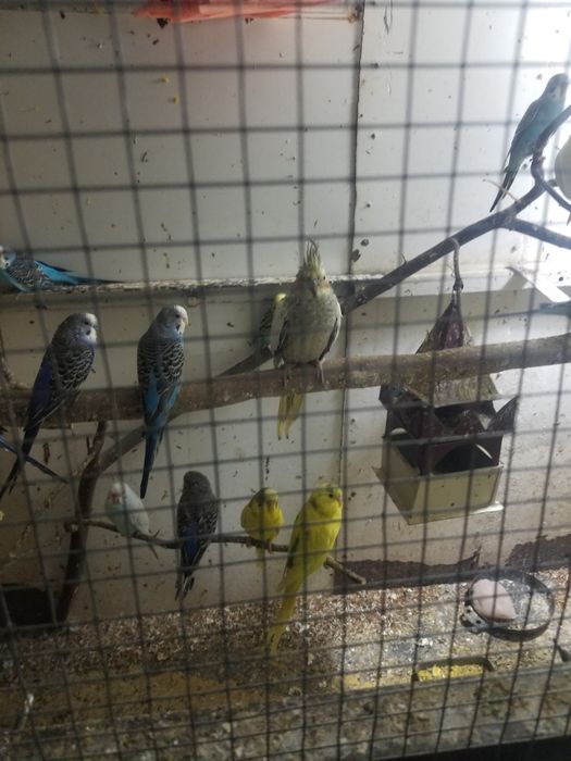 Продлю волнистых попугай есть взрослые и молодые