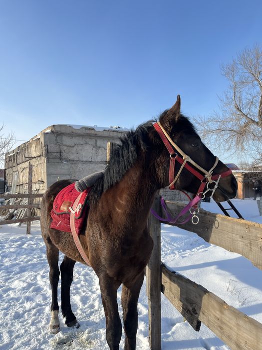 Құнан шгар сатылады