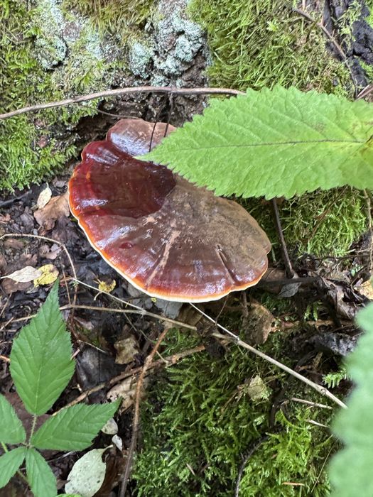 Tinctură de Ganoderma (Reishi) – Dublă Extracție