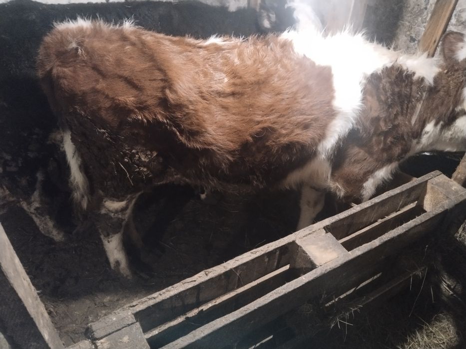 Продам тёлочек оптом