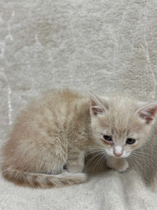 В добрые руки котят