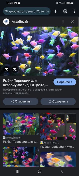 Продам рыбок  разные  красивые