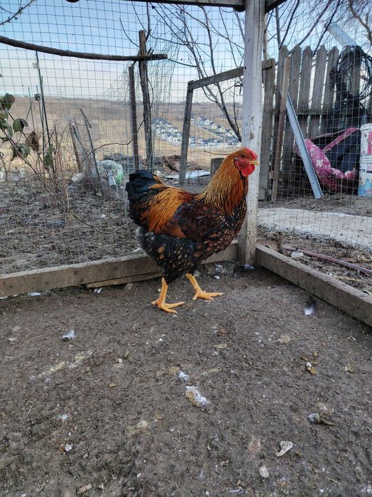 Cocosi din anul 2025