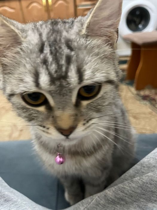 Кошка с котёнком СРОЧНО