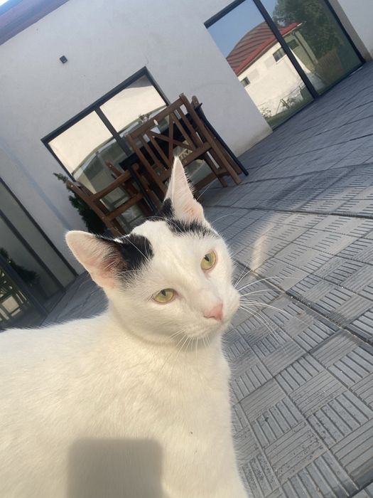 Ofer spre adoptie trei pisici