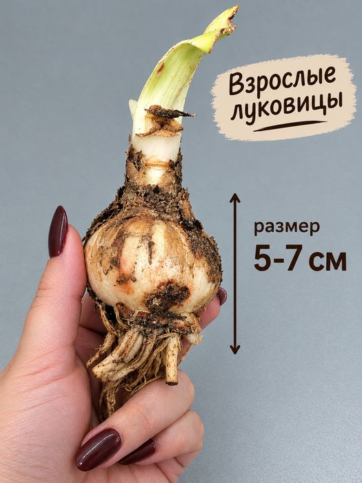 Луковица Аморалис 1 шт микс .