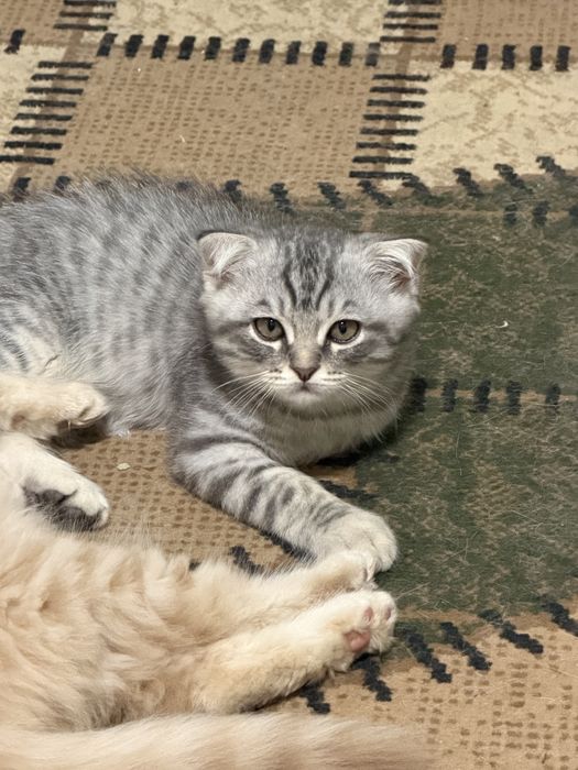 Продаются котата скотиш фолд
