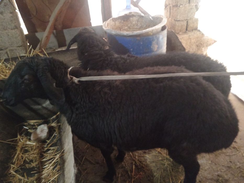 Nasldor sogliq bogoz qoy ургочи богоз